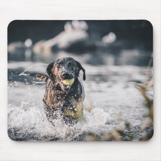 Schwarze Labrador-Plays holen Wasser Mousepad (Vorne)