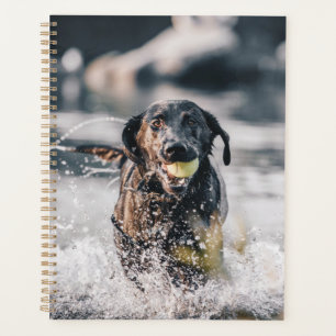 Schwarze Labrador-Plays holen Wasser Planer