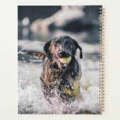 Schwarze Labrador-Plays holen Wasser Planer (Rückseite)