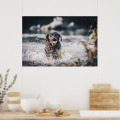 Schwarze Labrador-Plays holen Wasser Poster (Küche)