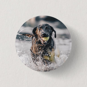 Schwarze Labrador-Plays in Wasser Button