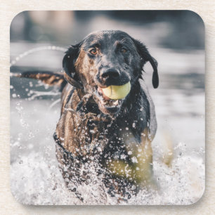 Schwarze Labrador-Plays in Wasser Getränkeuntersetzer