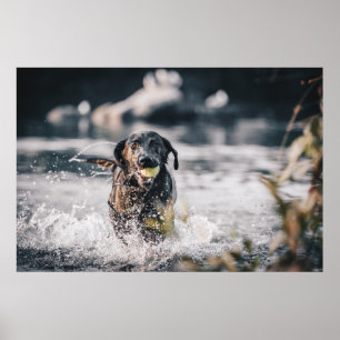 Schwarze Labrador-Plays in Wasser Poster