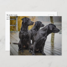 Schwarze Labradore auf einem Dock