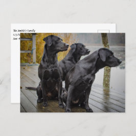 Schwarze Labradore auf einem Dock Postkarte