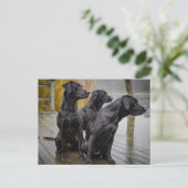Schwarze Labradore auf einem Dock Postkarte (Stehend Vorderseite)