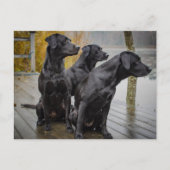 Schwarze Labradore auf einem Dock Postkarte (Vorderseite)