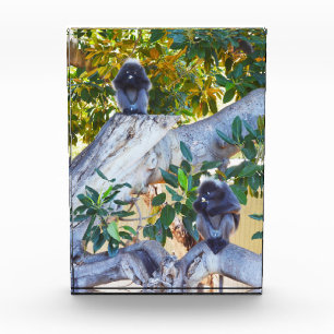 Schwarze Langur-Affen essen, Foto Block
