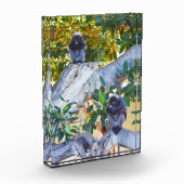 Schwarze Langur-Affen essen, Foto Block (Links)