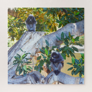 Schwarze Langur Affen essen, Jigsaw Puzzle