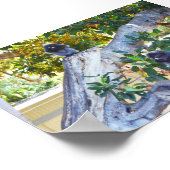 Schwarze Langur-Affen essen, Poster (Ecke)