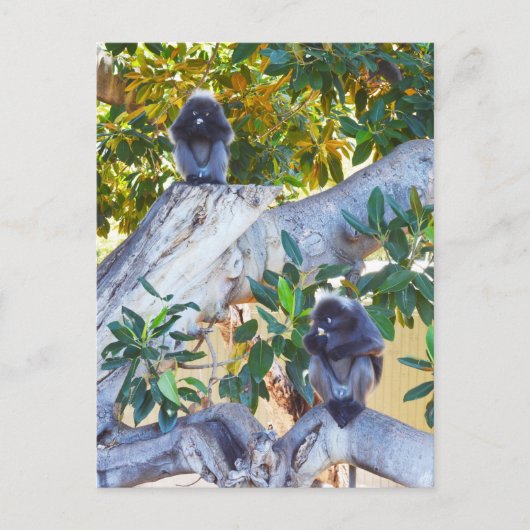 Schwarze Langur-Affen essen, Postkarte (Vorderseite)