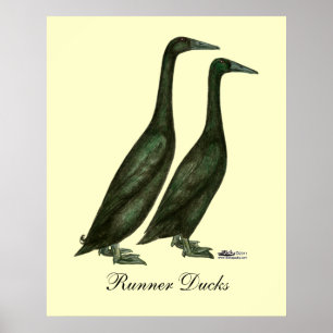 Schwarze Läufer-Enten Poster
