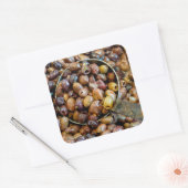 Schwarze Leccino Olive Quadratischer Aufkleber (Umschlag)