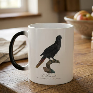 Schwarze Lori oder Schwarz Lori, Chalcopsitta atra Verwandlungstasse
