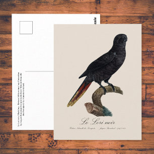 Schwarze Lori oder Schwarzlori, Chalcopsitta atra Postkarte