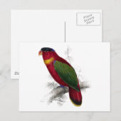 Schwarze Lory von Edward Lear Postkarte (Vorne/Hinten)