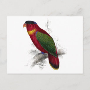 Schwarze Lory von Edward Lear Postkarte