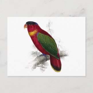 Schwarze Lory von Edward Lear Postkarte