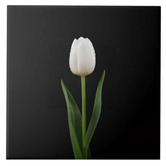 Schwarze Luxusfliese 4 mit Perlenweißer Tulpe Fliese (Vorderseite)