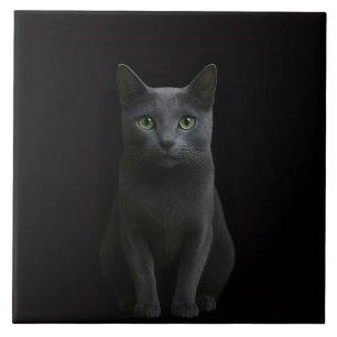 Schwarze Luxusfliese 4 mit Russisch Blau-Katze Fliese