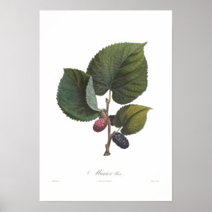 Schwarze Maulbeere Poster