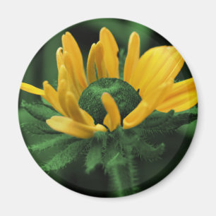 Schwarze mit Augen Susan auf grüner Blume Magnet