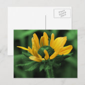 Schwarze Mit Augen Susan auf grüner Blume Postkarte (Vorne/Hinten)
