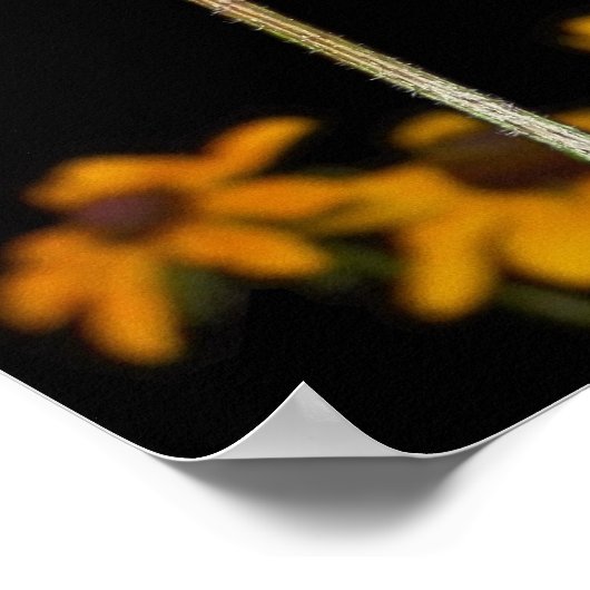 Schwarze Mit Augen Susan auf schwarzem Hintergrund Poster (Ecke)