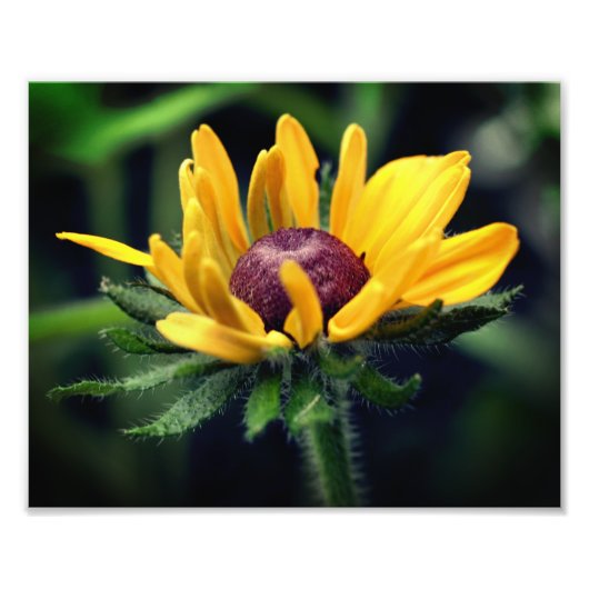 Schwarze Mit Augen Susan-Blume 8 x 10 Fotodruck (Vorne)