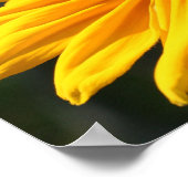 Schwarze Mit Augen Susan-Blume im Sonnenschein Poster (Ecke)