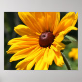 Schwarze Mit Augen Susan-Blume im Sonnenschein Poster (Vorne)