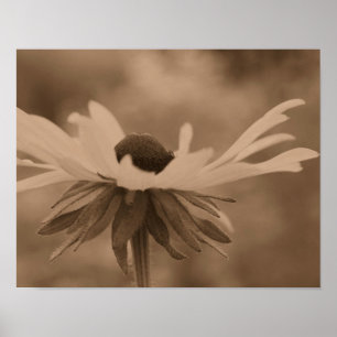 Schwarze Mit Augen Susan Daisy Blume in Sepia Poster