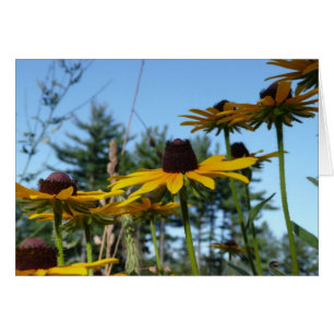 Schwarze mit Augen Susans