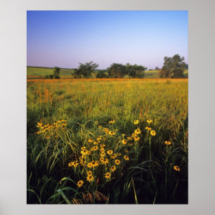 Schwarze mit Augen Susans in der Hochgrasprarie be Poster