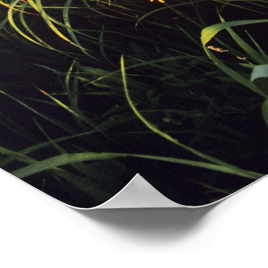 Schwarze mit Augen Susans in der Hochgrasprarie be Poster (Ecke)