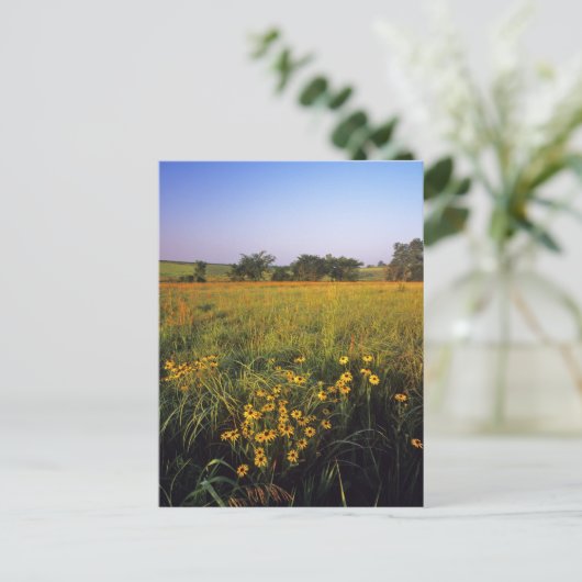Schwarze mit Augen Susans in der Hochgrasprarie be Postkarte (Stehend Vorderseite)