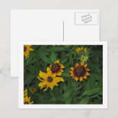 Schwarze Mit Augen Susans in Longwood Gardens, PA Postkarte (Vorne/Hinten)