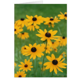 Schwarze Mit Augen Susien