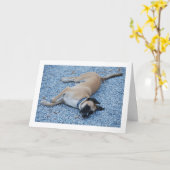 Schwarze Mouth Cur Canine auf Kies Karte (Gelbe Blume)