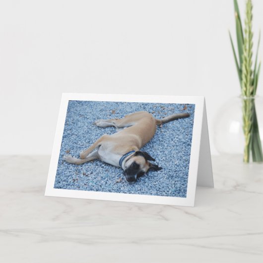 Schwarze Mouth Cur Canine auf Kies Karte (Vorderseite)