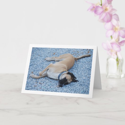 Schwarze Mouth Cur Canine auf Kies Karte (Orchidee)