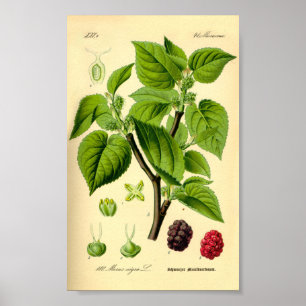 Schwarze Mulberry (Morus nigra) Poster