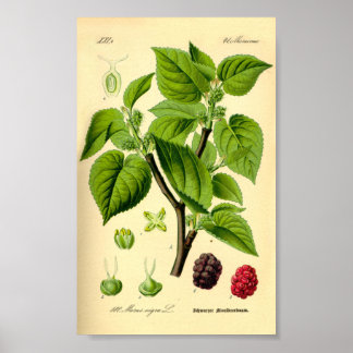 Schwarze Mulberry (Morus nigra) Poster