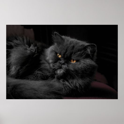 Schwarze Perserkatze Poster (Vorne)