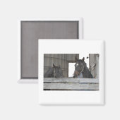 Schwarze Pferde/Ranch Magnet (Vorderseite/Rückseite)
