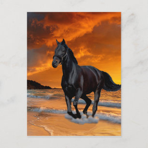 SCHWARZE PFERDE, SCHWARZE STALLION, RUNNEN UND KOS POSTKARTE