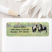 Schwarze Pinto Farbe Quarter Pferde im Sommer Weid (Insitu)