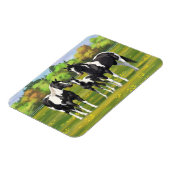 Schwarze Pinto Farbe Quarter Pferde im Sommer Weid Magnet (Linke Seite)
