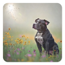 Schwarze Pitbulle Sticker